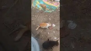 НАПОЛНИТЕ ИХ! #кошачийстрана #дикиекошки #кошки