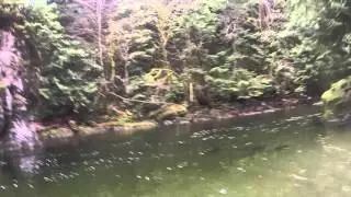 Coho fishing