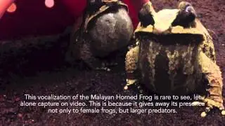 Malayan Horned Frog - Virginia Aquarium
