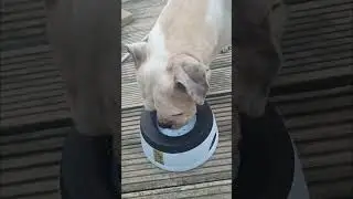 non slip travel dog water bowl #toppetgift #dog