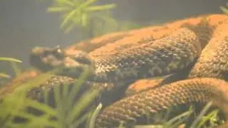 montivipera raddei kurdistanica