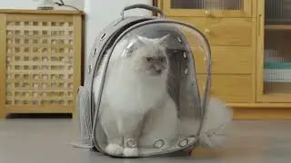 Bubble Pet Carrier Backpack &ndash; Small Dog & Cat Travel Bag with Ergonomic Design #PetGear #DogBackpack