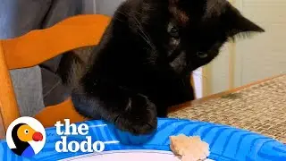 Cat Will Stop At Nothing To Steal His Mom's Food | The Dodo Cat Crazy