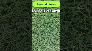 Bermuda Lawn Grass Supplier in Mumbai Pune Maharashtra #LawnIndia #agriculture #lawncare