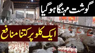 Profitable Broiler Chicken Farming | Highest Rate of Broiler chickens | Poultry farming in Pakistan