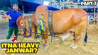 Cow mandi ke sab se heavy janwar dekhne agae 😍🐂 heavy bulls part 2