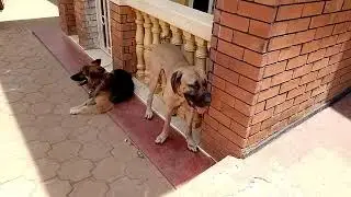 German shepherd and Boerboel dogs in Kampala Uganda #germanshepherd #boerboeldog #dogslover #dogs