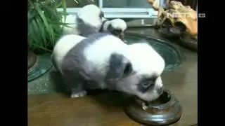 NET5 - 3 Anak anjing mirip Panda di Cina