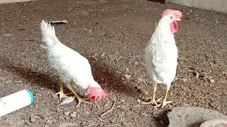 Rooster Crowing Compilation Plus + Rooster crowing sounds Effect 2025