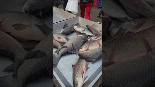 Live Katla Fish Market #trending #shorts #fish #youtubeshorts