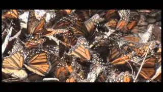 ECOLIFE Conservation Monarch Butterfly 2009