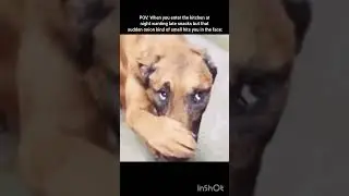 the dog is such a diva 😭✋ #relatable #shorts #ytshorts #kitchen #latenightcraving