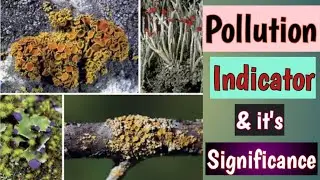 How Lichen acts as Pollution Indicator ? || Detail Morphology, types and Significance of Lichen