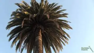 Palm Tree ( Arecaceae )