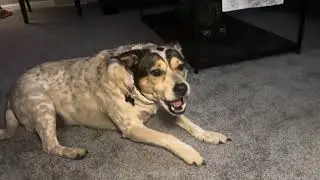 All Natural Sweet Potato Chews for Dogs