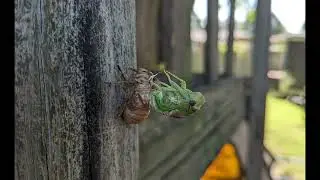 Cicada shedding its skin