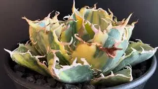 20250625 アガベ・チタノタ白鯨（縞斑）中-001｜agave titanota white whale ver.stripes