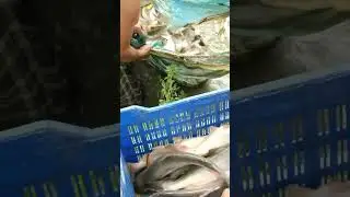 Catfish harvesting with net #casttocatch #bassfishing #fish #cast2catch #fishing #carpfishing