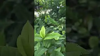Wild Tropidomantis sp.  grooming itself. #youtubeshorts #nature #insects #prayingmantis