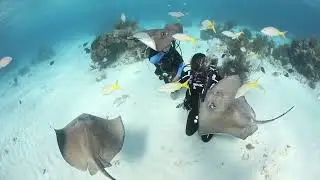 Diving Stingray City