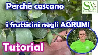 Perch&egrave; agli agrumi cascano i frutticini ?