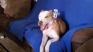 Hazel The Pitbull Reacts to Capone The Bully