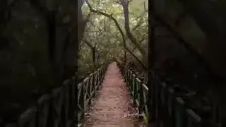 Yanam Mangrove Forest Puducherry Mangrove forest tourist  #travel #beach #fact #fishing #sea
