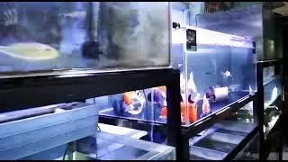 WR Predator fish cilodong  , jln raya Asrama cilodong