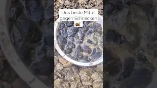 Das beste Mittel gegen Schnecken 🐌 #schnecken #gem&uuml;sebeet #garten #garden #snail