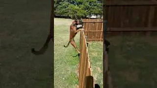Dog Jumps Over 6 Foot Fence😳 #shorts #dog