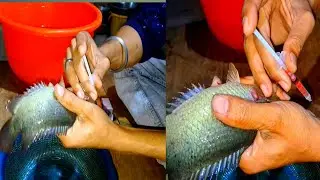 কৈ মাছের ব্রিডিং করা একদম সহজ একবার দেখলে আপনারাও পারবেন। koi fish breeding