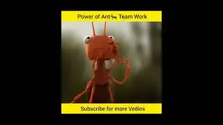 Power of Ant 🐜Team Work #short