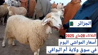أسعار المواشي اليوم في سوق ولاية أم البواقي الجزائر/الثلاثاء 20ماي 2025