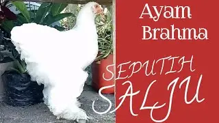 Pengenalan Ayam hias White brahma super esotis, Peternak Toili Luwuk Banggai