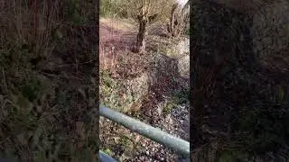 A Brook Running Through Woodgate Valley Country Park #shorts #nature #travel #outdoors #animals