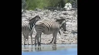 Natural Life of Wild Animals&lrm;@Natural Wild Animal&nbsp;