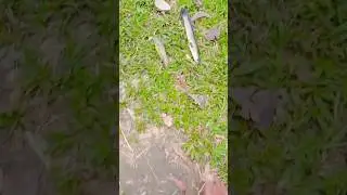 Heartwarming moment: Saving a baby fish from the shore 🐠#shorts #fish