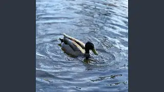 WEBBED FEET