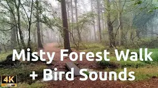 Misty Forest Path Nature Walk Bird Sounds & Footsteps, treadmill, ASMR 4K UHD