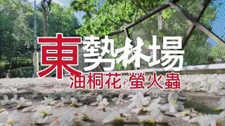 車泊|Vanlife|台中|東勢林場|油桐花與螢火蟲