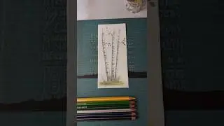 How to draw birch trees ✍️ #colorpencildrawing #birchtree #ytviral #explore #art #ytshorts #trending