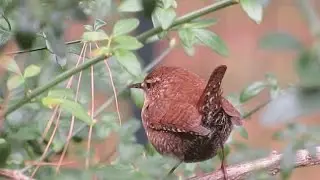 Filming the Feathers: Winter Wrens