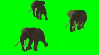elephant running green screen video || elephant running green screen no copyright.
