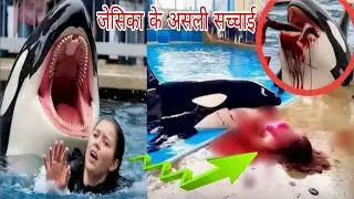 dolphin 🐬 Real video | Jessica Radcliffe orca attack #dolphinattack #dolphinOkra #dolphin