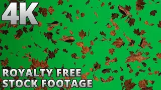 Autumnal Leaf Fall Loopable 4K Green Screen - Copyright & Royalty Free Stock Footage