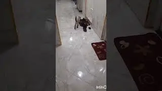 Cats sound when they want to mate
