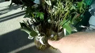 PROPOGATING FAVORITE TREES WITH WILLOW WATER