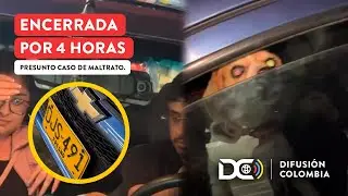 Indignaci&oacute;n por perrita encerrada cuatro horas en carro en Medell&iacute;n