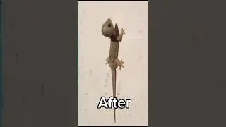 Must watch Honeybee v Lizard fight | Before And After | Honeybee spike #shorts #lizard #honeybee