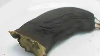 Brown banana getting fresh, reverse timelapse